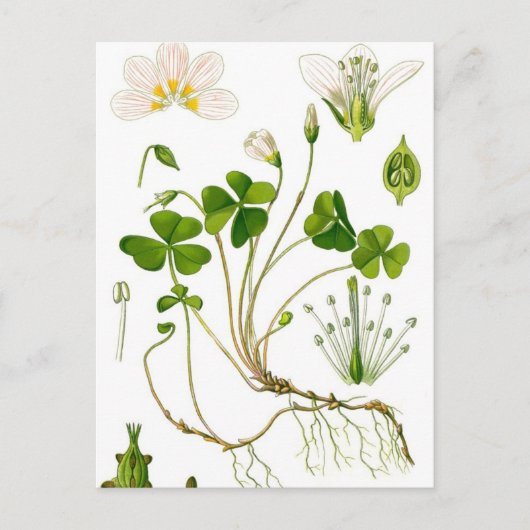 Gardener Postkarte (Vorderseite)