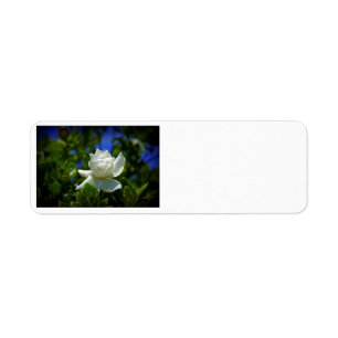 Gardenia