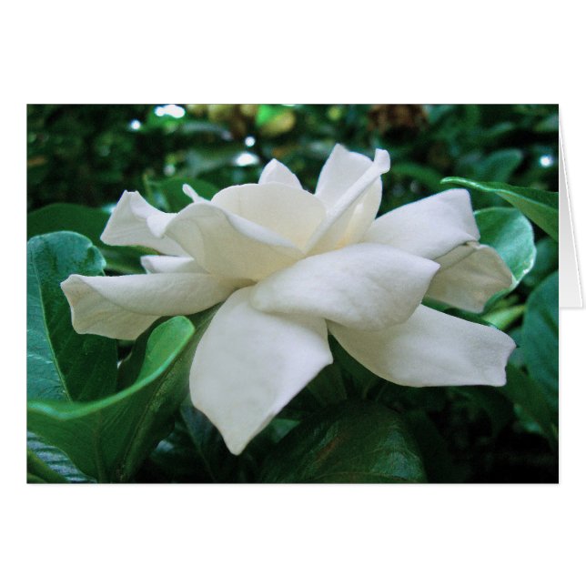 Gardenia (Vorderseite (Horizontal))