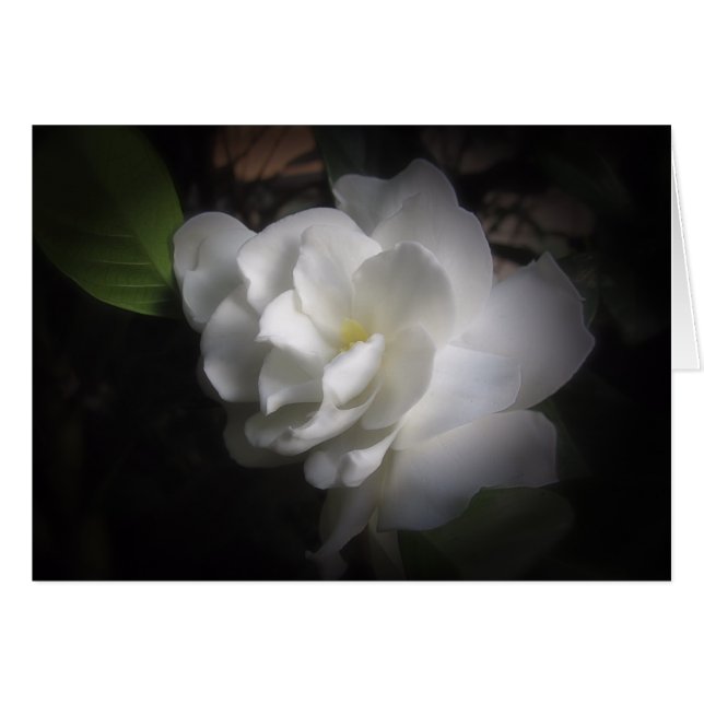 Gardenia (Vorderseite (Horizontal))