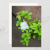 Gardenia Blume Blank Card (Vorne/Hinten)