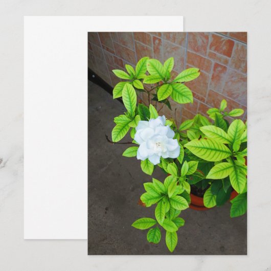 Gardenia Blume Blank Card (Vorne/Hinten)