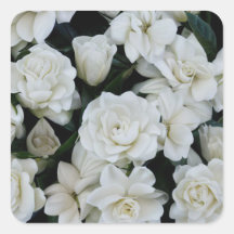 Gardenia Blume