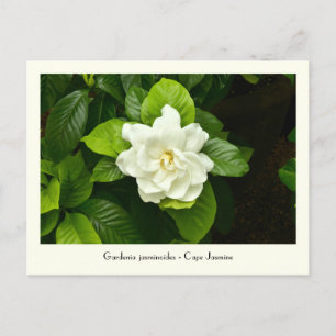 Gardenia Collectible Postcard Postkarte