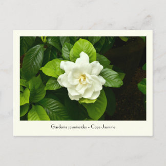 Gardenia Collectible Postcard Postkarte