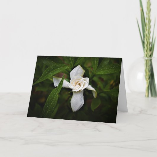 Gardenia, Karte (Vorderseite)