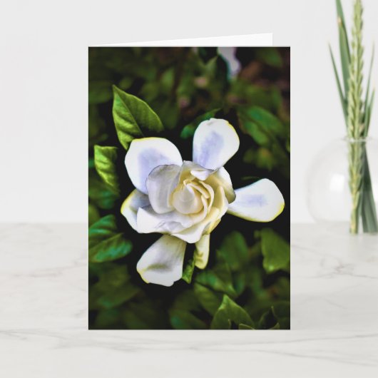 Gardenia, Karte (Vorderseite)