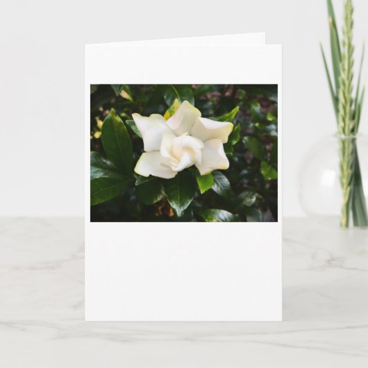 Gardenia, Karte (Vorderseite)