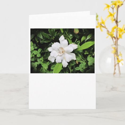 Gardenia, Karte (Gelbe Blume)