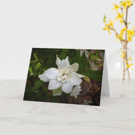 Gardenia, Karte (Gelbe Blume)