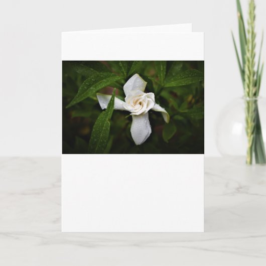 Gardenia, Karte (Vorderseite)