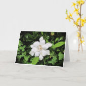 Gardenia, Karte (Gelbe Blume)