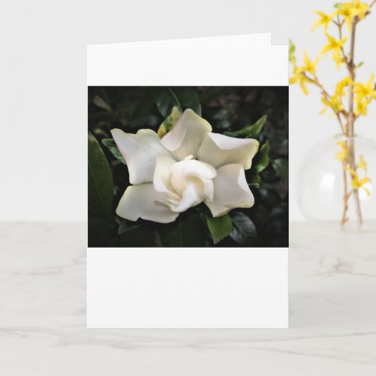 Gardenia, Karte (Gelbe Blume)