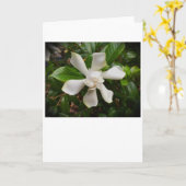Gardenia, Karte (Gelbe Blume)