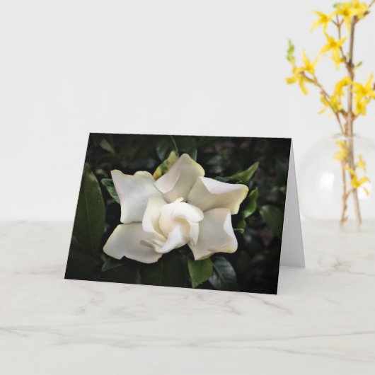 Gardenia, Karte (Gelbe Blume)