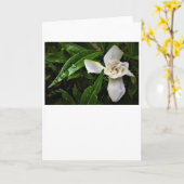 Gardenia, Karte (Gelbe Blume)