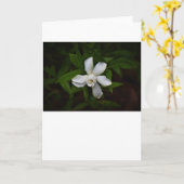 Gardenia, Karte (Gelbe Blume)