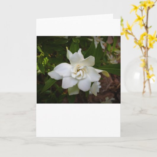 Gardenia, Karte (Gelbe Blume)