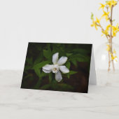 Gardenia, Karte (Gelbe Blume)