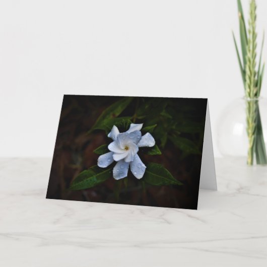 Gardenia, Karte (Vorderseite)