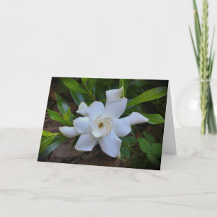 Gardenia, Karte