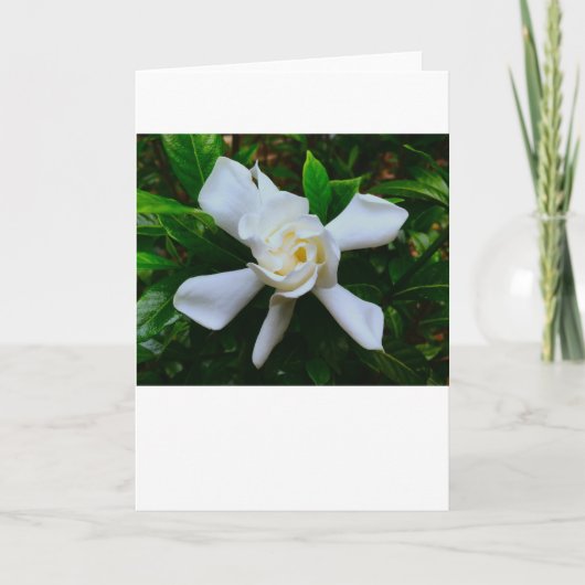Gardenia, Karte (Vorderseite)