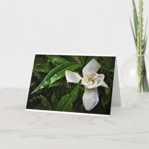 Gardenia, Karte