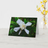 Gardenia, Karte (Gelbe Blume)
