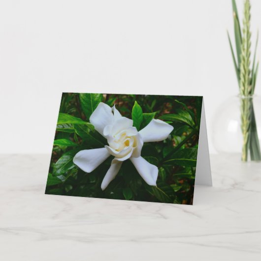Gardenia, Karte (Vorderseite)