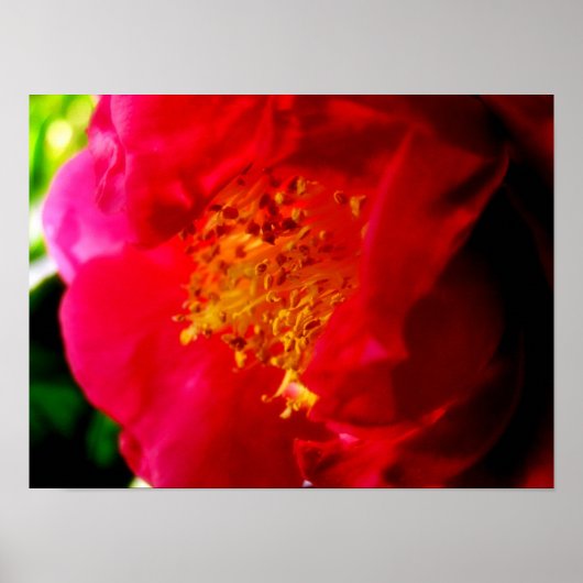 Gardenia Liebe Poster (Vorne)