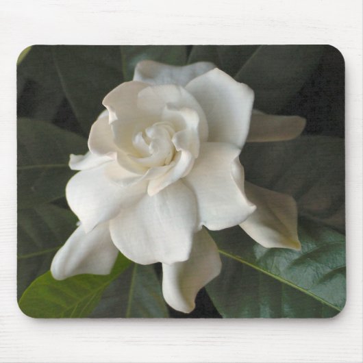 Gardenia Mousepad (Vorne)