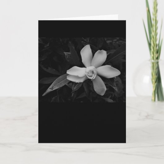Gardenia - noir, card karte (Vorderseite)