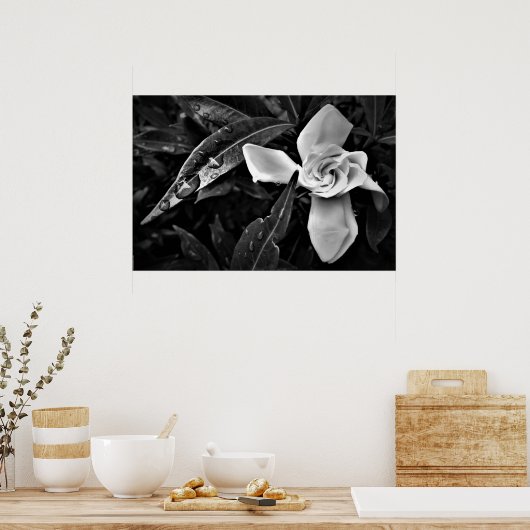 Gardenia - Noir, Poster (Küche)