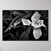 Gardenia - Noir, Poster (Vorne)