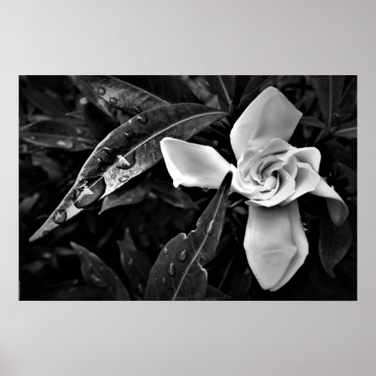 Gardenia - Noir, Poster (Vorne)