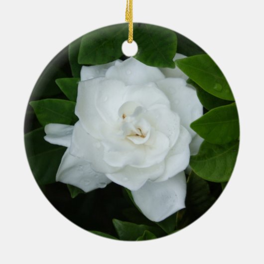 Gardenia Ornament (Hinten)