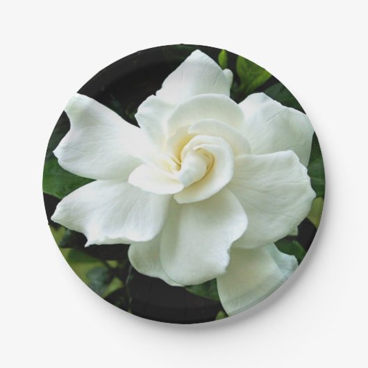 Gardenia Pappteller (Vorderseite)