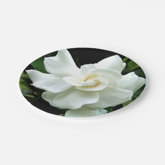 Gardenia Pappteller (Schrägansicht)