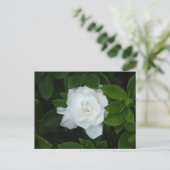 Gardenia Postcard Postkarte (Stehend Vorderseite)