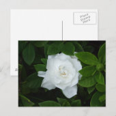 Gardenia Postcard Postkarte (Vorne/Hinten)