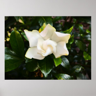 Gardenia, Poster