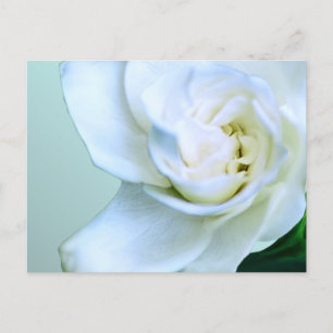 Gardenia Postkarte