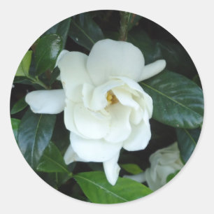 Gardenia Runder Aufkleber