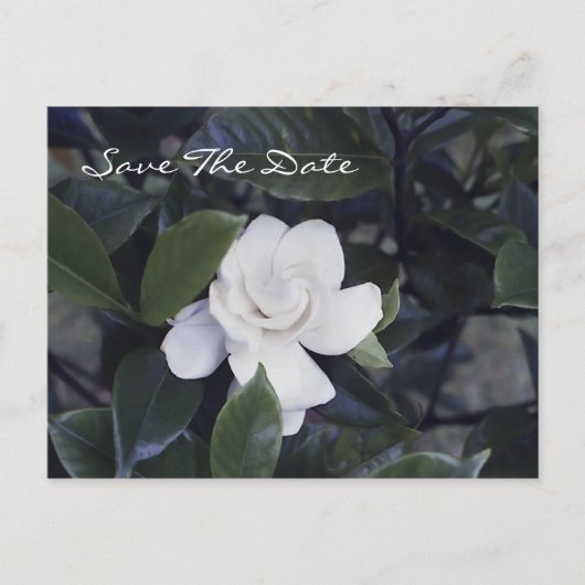 Gardenia Save the Date Postkarte (Vorderseite)