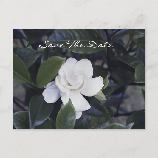 Gardenia Save the Date Postkarte (Vorderseite)