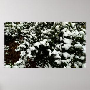 Gardenia & Snow, Poster