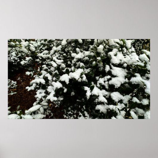 Gardenia & Snow, Poster (Vorne)