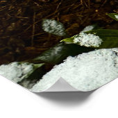 Gardenia & Snow, Poster (Ecke)