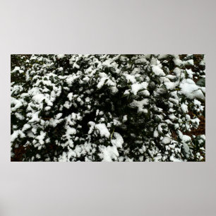 Gardenia & Snow, Poster