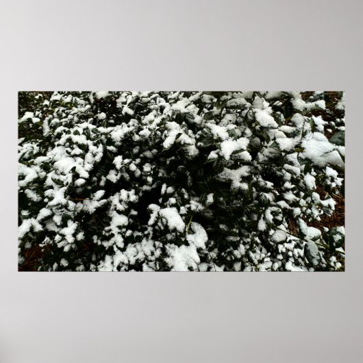 Gardenia & Snow, Poster (Vorne)
